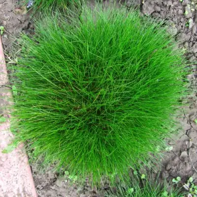 Овсяница ГОТЬЕ в Сморгони