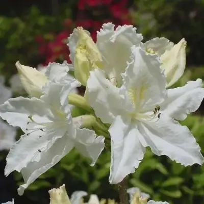 Азалия ОКСИДОЛ листопадная в Сморгони