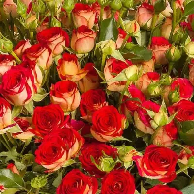 саженцы розы Рубиэлла