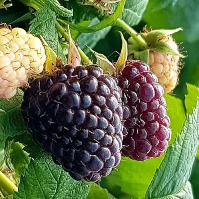 Малина БЛЭК ПОЛЬКА (ХЕБАН) в Сморгони