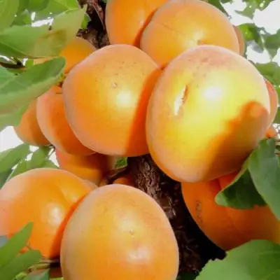 Абрикос ДЕСЕРТНЫЙ в Сморгони
