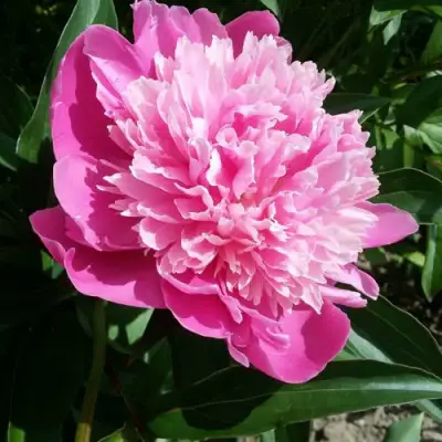 Пион ГОЛУБАЯ ХРИЗАНТЕМА травянистый в Сморгони