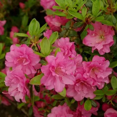 Азалия РОЗИНЕТТА японская в Сморгони