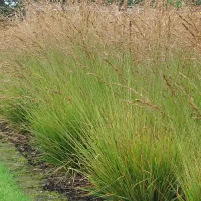 Молиния ПОЛ ПЕТЕРСОН голубая в Сморгони