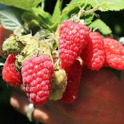 Малина ПАТРИЦИЯ в Сморгони