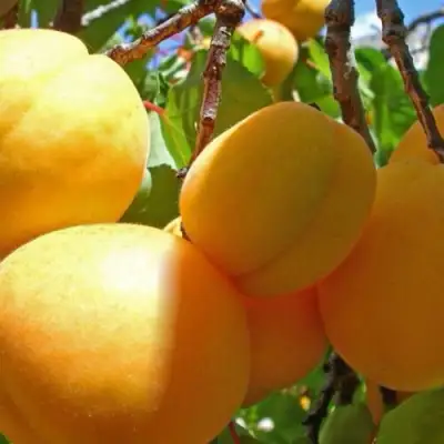 Абрикос ПАМЯТЬ ЛОЙКО в Сморгони