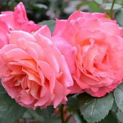 Роза ИНСТИТУТ ЛЮМЬЕР шраб в Сморгони