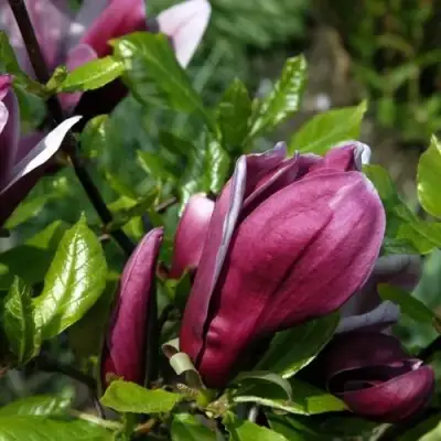 Магнолия НИГРА в Сморгони