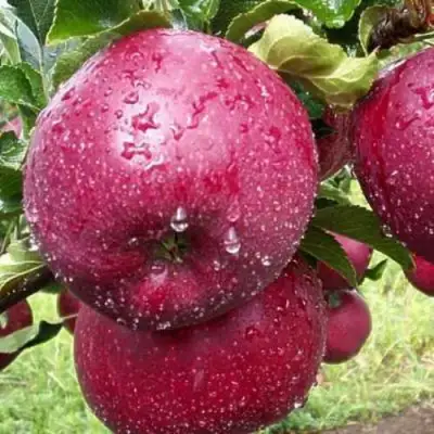 Яблоня ЛОБО в Сморгони