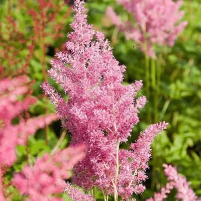 Астильба РЕЙНЛЕНД японская в Сморгони