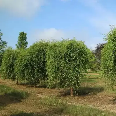 Береза САММЕР КАСКАД черная в Сморгони