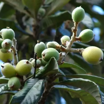 МУШМУЛА  в Сморгони