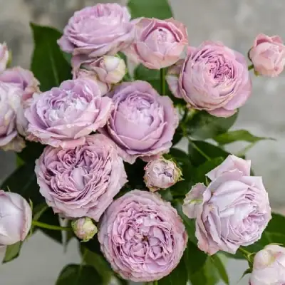 Роза ЛАВАНДЕР БАБЛС спрей в Сморгони