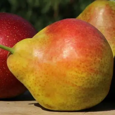 саженцы груши Татьяна