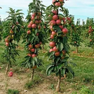Яблоня ЯНТАРНОЕ ОЖЕРЕЛЬЕ колонновидная в Сморгони