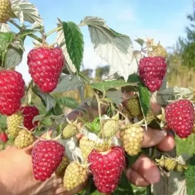 Малина ЖАР-ПТИЦА в Сморгони