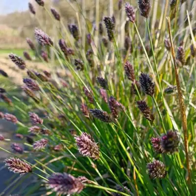 Сейслерия ХЕФЛЕРА в Сморгони