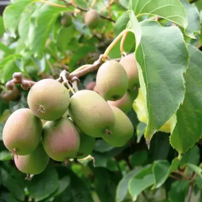 Актинидия ЛЮСИ аргута  в Сморгони