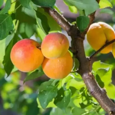 Абрикос РИТАУСМА в Сморгони