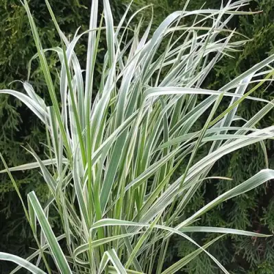 Вейник ОВЕРДАМ остроцветковый в Сморгони