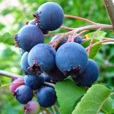 Ирга ПЕМБИНА в Сморгони