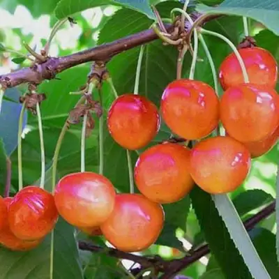 Черешня НАСЛАЖДЕНИЕ в Сморгони
