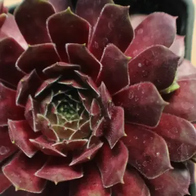 Молодило БЛЭК МОУНТЭЙН в Сморгони