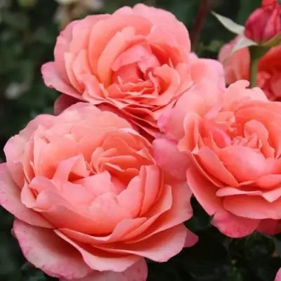 Роза КОРАЛ ЛИОНС РОУЗ флорибунда в Сморгони