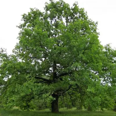 Дуб черешчатый в Сморгони