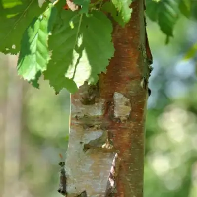 Береза бумажная в Сморгони