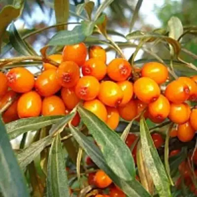 Облепиха БОТАНИЧЕСКАЯ в Сморгони