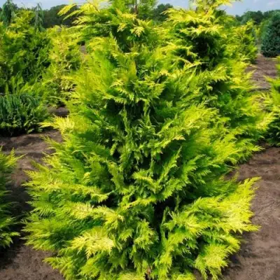 Кипарисовик ГОЛДЕН ВОНДЕР лавсона в Сморгони