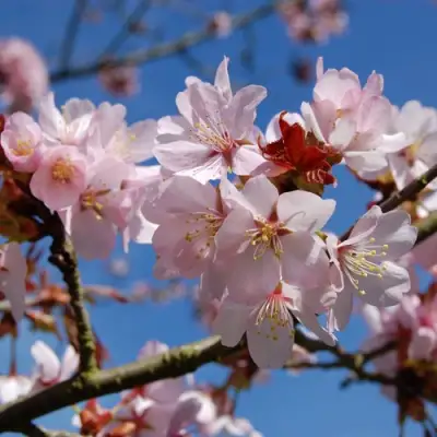 Вишня РАНЧО САРЖЕНТА в Сморгони