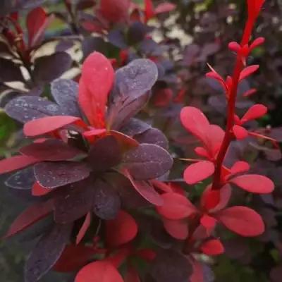 Барбарис РЕД ПИЛЛАР тунберга в Сморгони