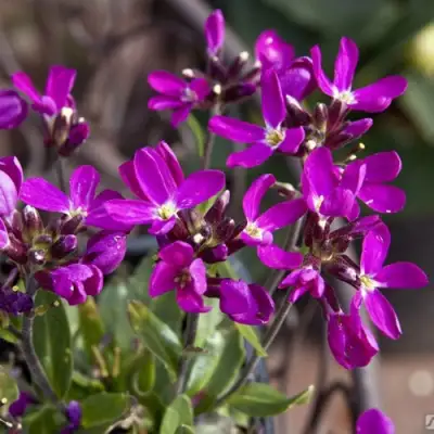 Арабис РОУЗ делайт в Сморгони