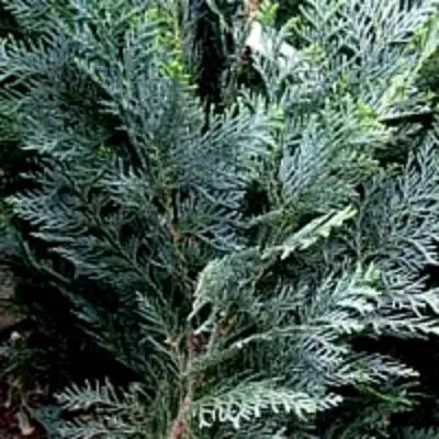 Кипарисовик ДАРТС БЛЮ РИББОН лавсона в Сморгони