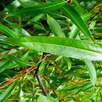 Ива ломкая  в Сморгони