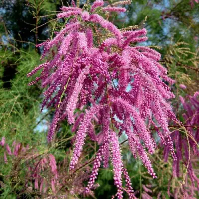 Тамарикс ПИНК КАСКАД в Сморгони