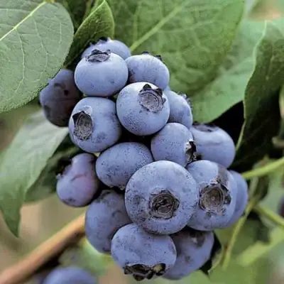 Голубика ПАТРИОТ в Сморгони