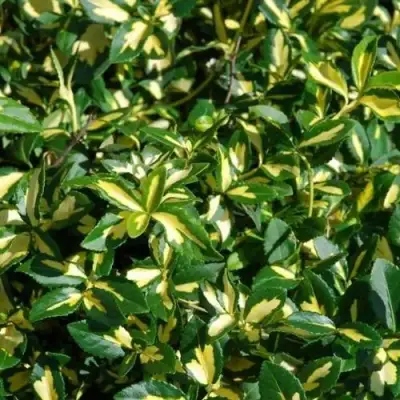 Бересклет САНСПОТ форчуна в Сморгони