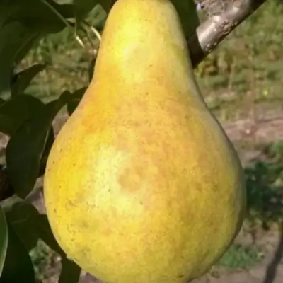 Груша КОНКОРД в Сморгони