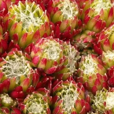 Молодило ХУКЕРА в Сморгони