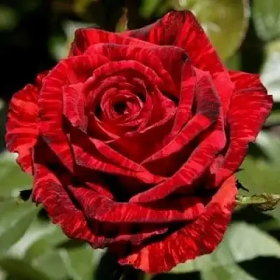 Роза РЕД ИНТУИШН чайно-гибридная в Сморгони