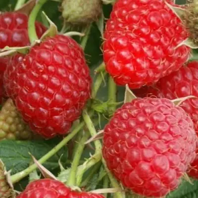 Малина КОЛОКОЛЬЧИК в Сморгони