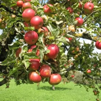 Яблоня ОРЛИК в Сморгони