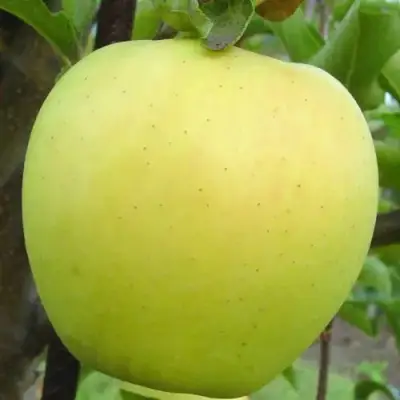 Яблоня ГОЛДЕН ДЕЛИШЕС в Сморгони