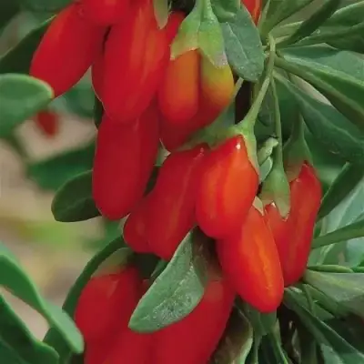 Годжи ВЯЧЕСЛАВ в Сморгони