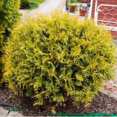 Туя КОЛЛЕРС ГОЛД складчатая в Сморгони