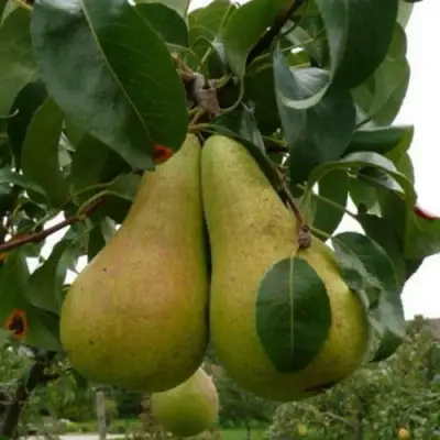 Груша КОНКОРД в Сморгони