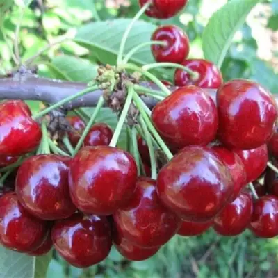 Вишня ДЕСЕРТНАЯ МОРОЗОВОЙ в Сморгони